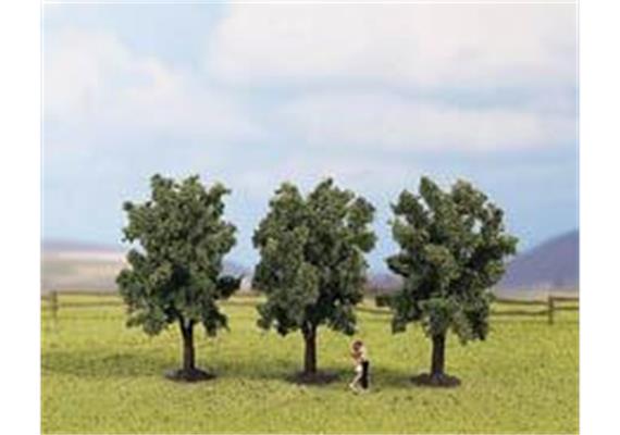 Pflaumenbäume grün, 3 Stück, 8 cm